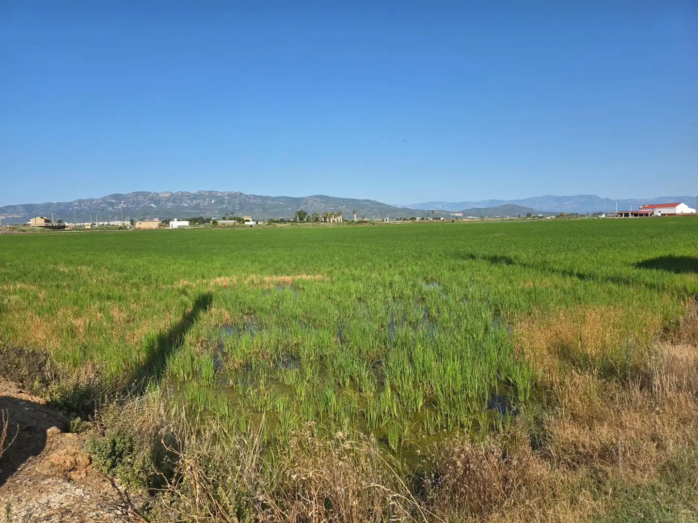 Terrain rustique à vendre à Eucaliptus- Poble Nou del Delta, imagen 2