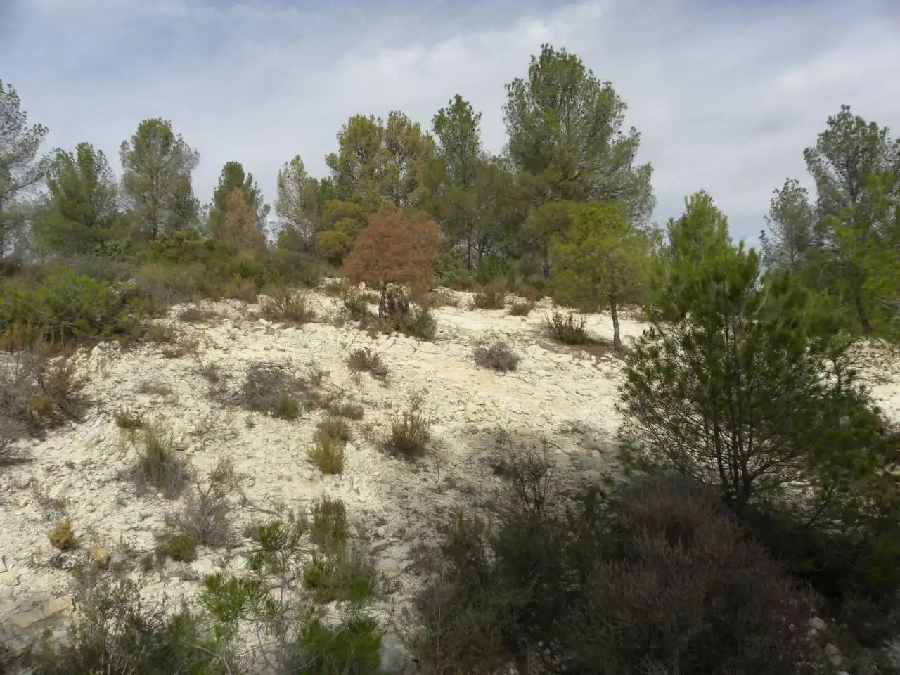 Terreno residencial en venta en Caravaca de la Cruz, imagen 9