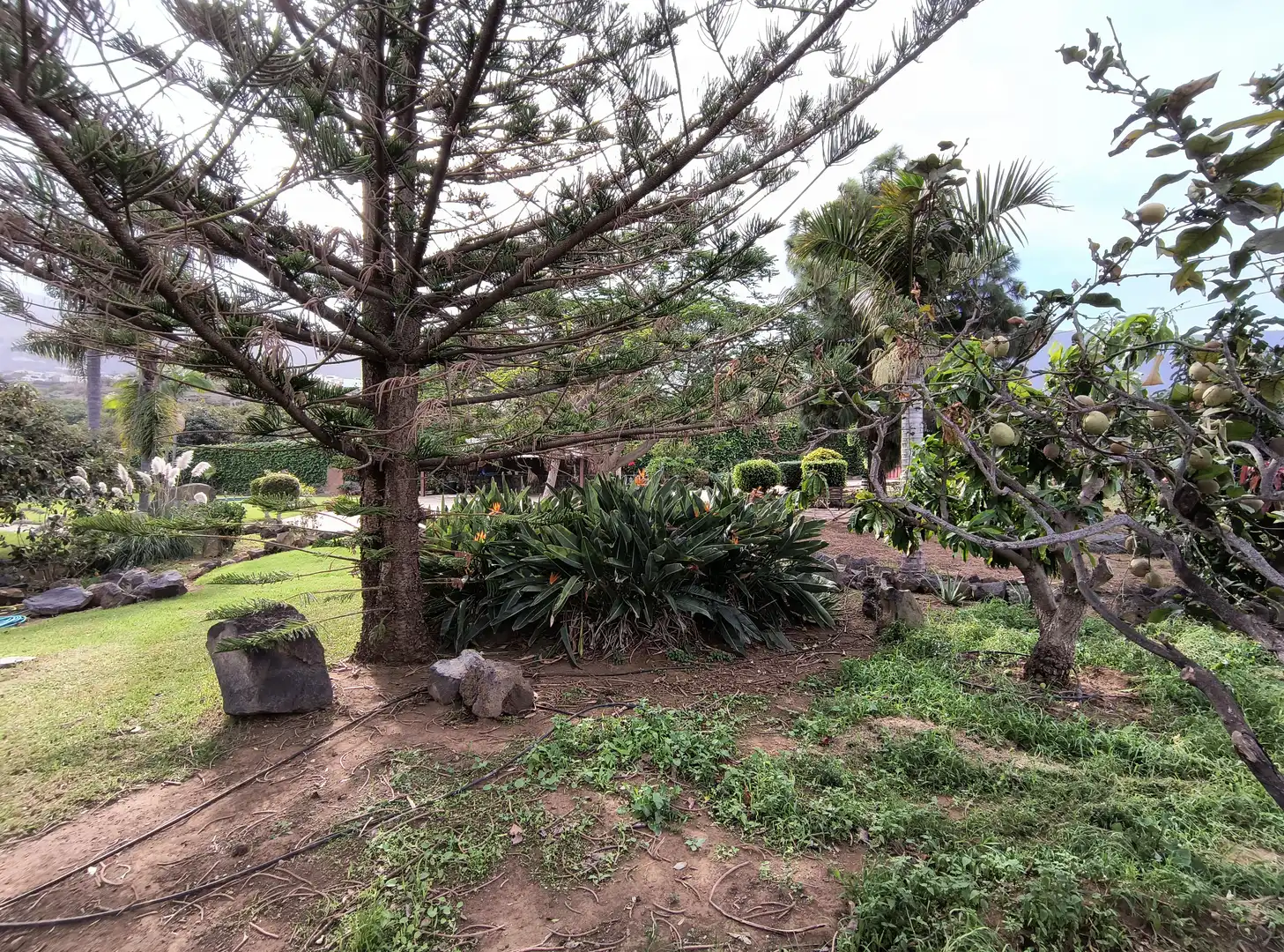 Jardín de Casa o chalet en venta en La Orotava con Jardín privado, Parquet y Terraza