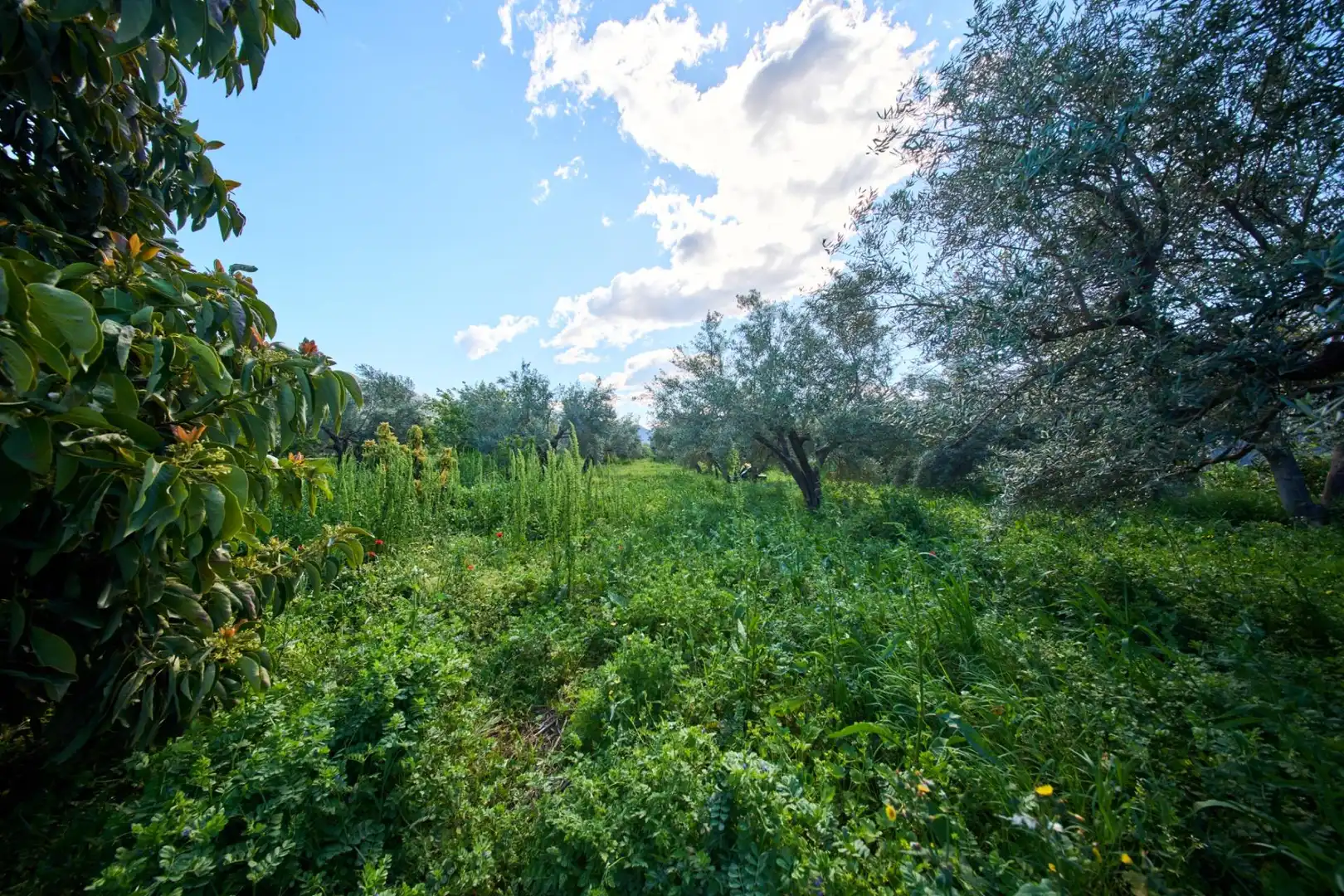 Casa rustica con giardino in vendita a Camino de la Vegueta, imagen 42