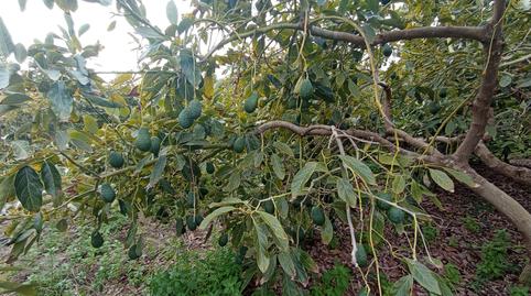 Photo 5 of Land for sale in Carretera el Morche, 279, El Morche, Torrox