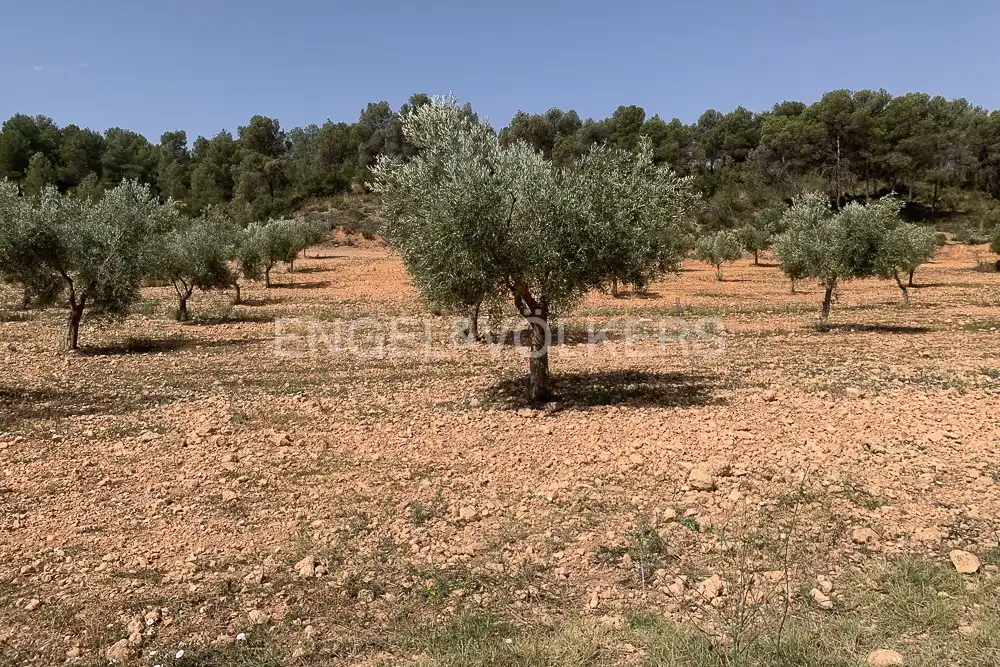 Lands and plots for sale in Requena, imagen 26