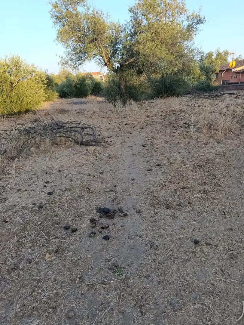 Residential land for sale in Calle San Francisco 43, imagen 8