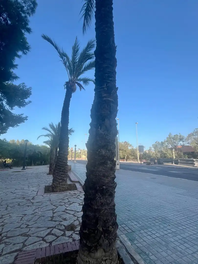 Pis amb terrassa en venda a Elche ciudad, imagen 20