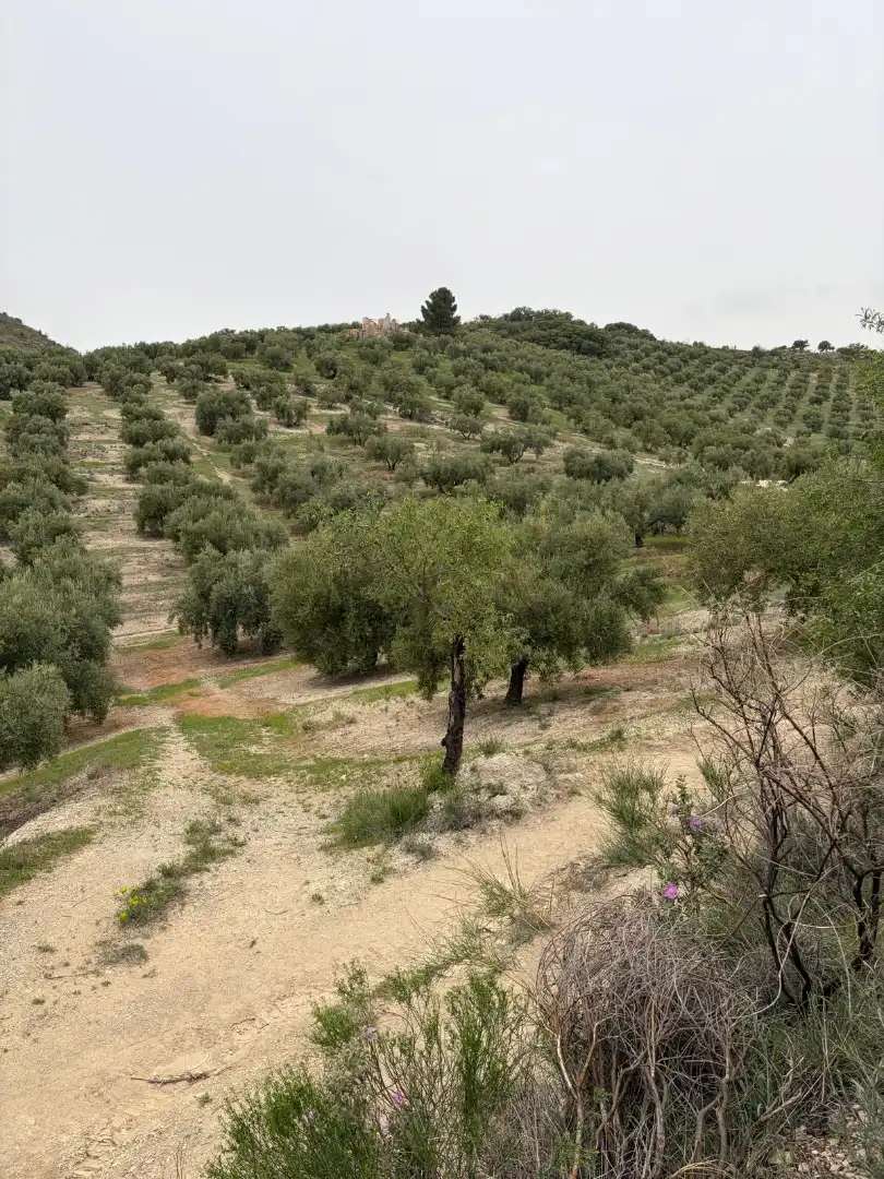 Terrain rustique à vendre à Luque, imagen 6