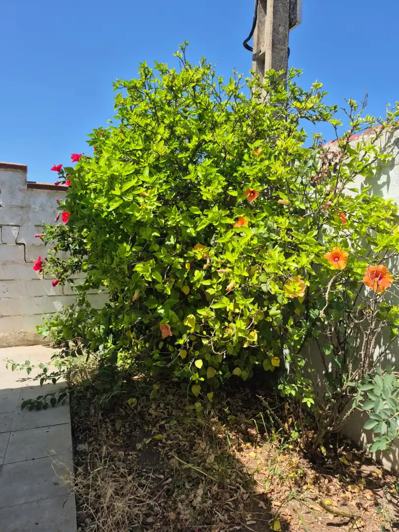 Jardín de Casa o chalet en venta en Chiclana de la Frontera