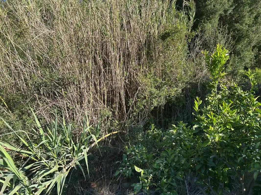 Finca rústica en venda en Oliva amb Moblat