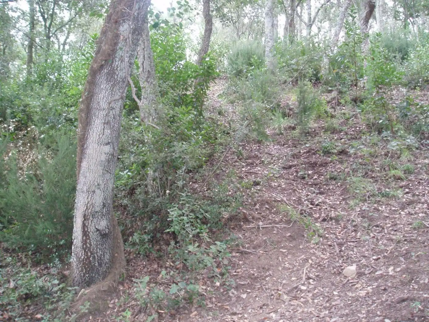 Residencial en venda en Santa Cristina d'Aro