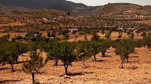 Foto 2 de Residencial en venta en C-22, 11, Fontanares, Lorca