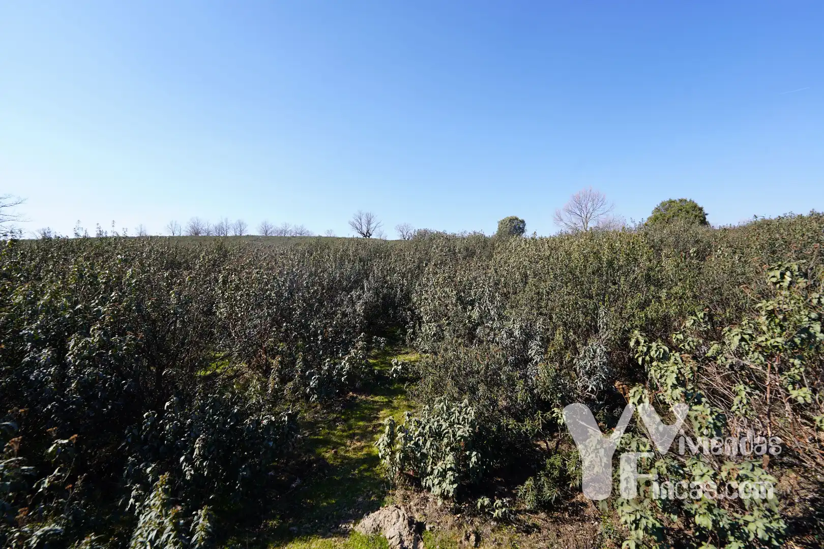 Terreno rústico en venta en Campillo de Ranas, imagen 24