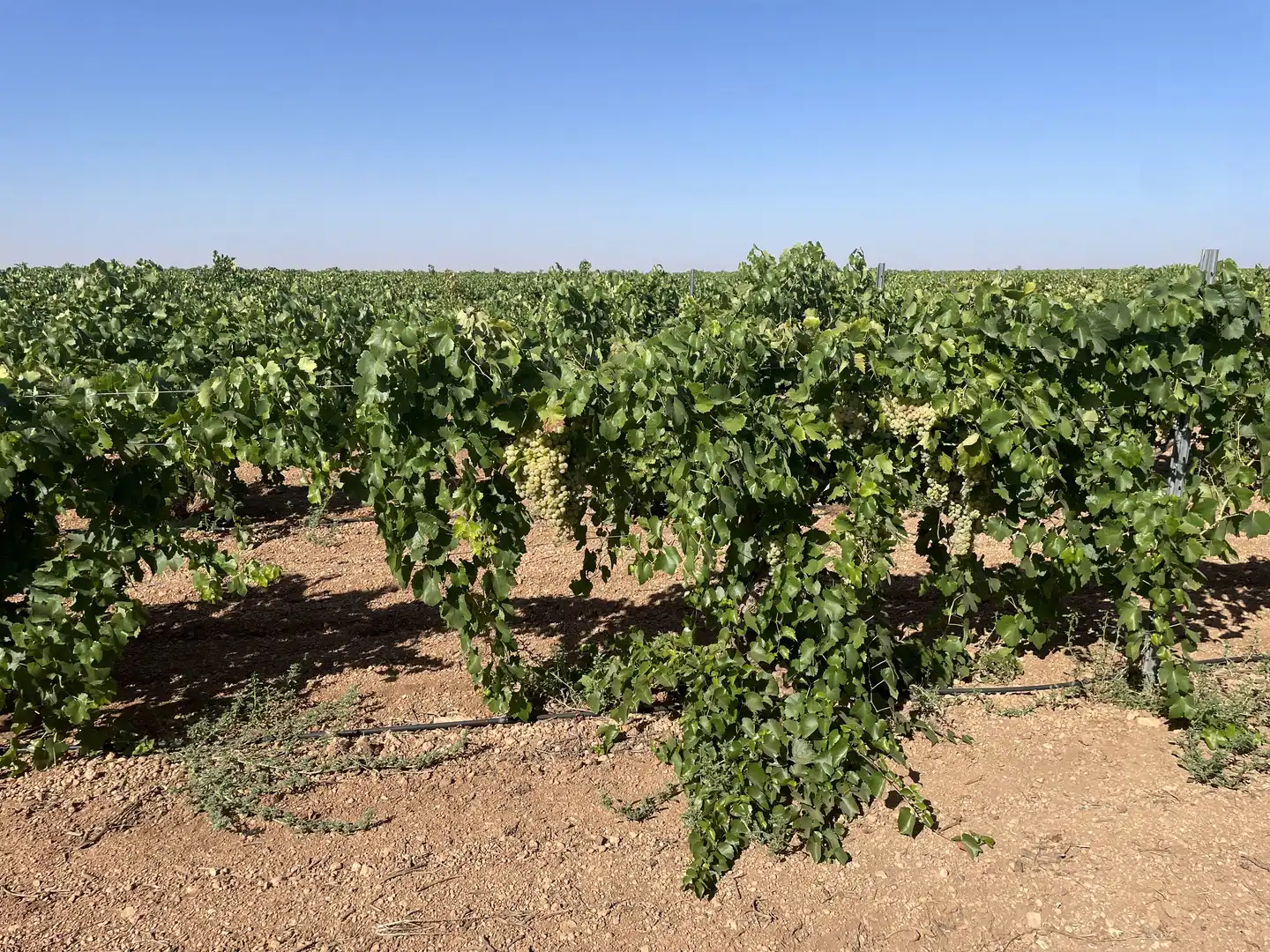 Rural land for sale in Argamasilla de Alba, imagen 22