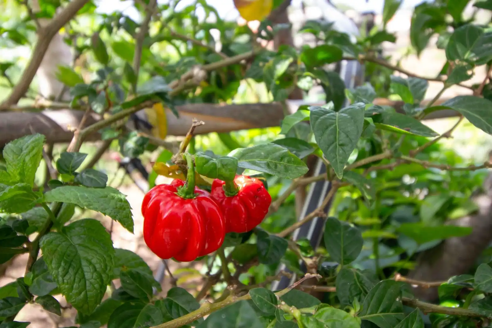 Jardí de Casa o xalet en venda en Icod de los Vinos amb Jardí privat, Terrassa i Traster