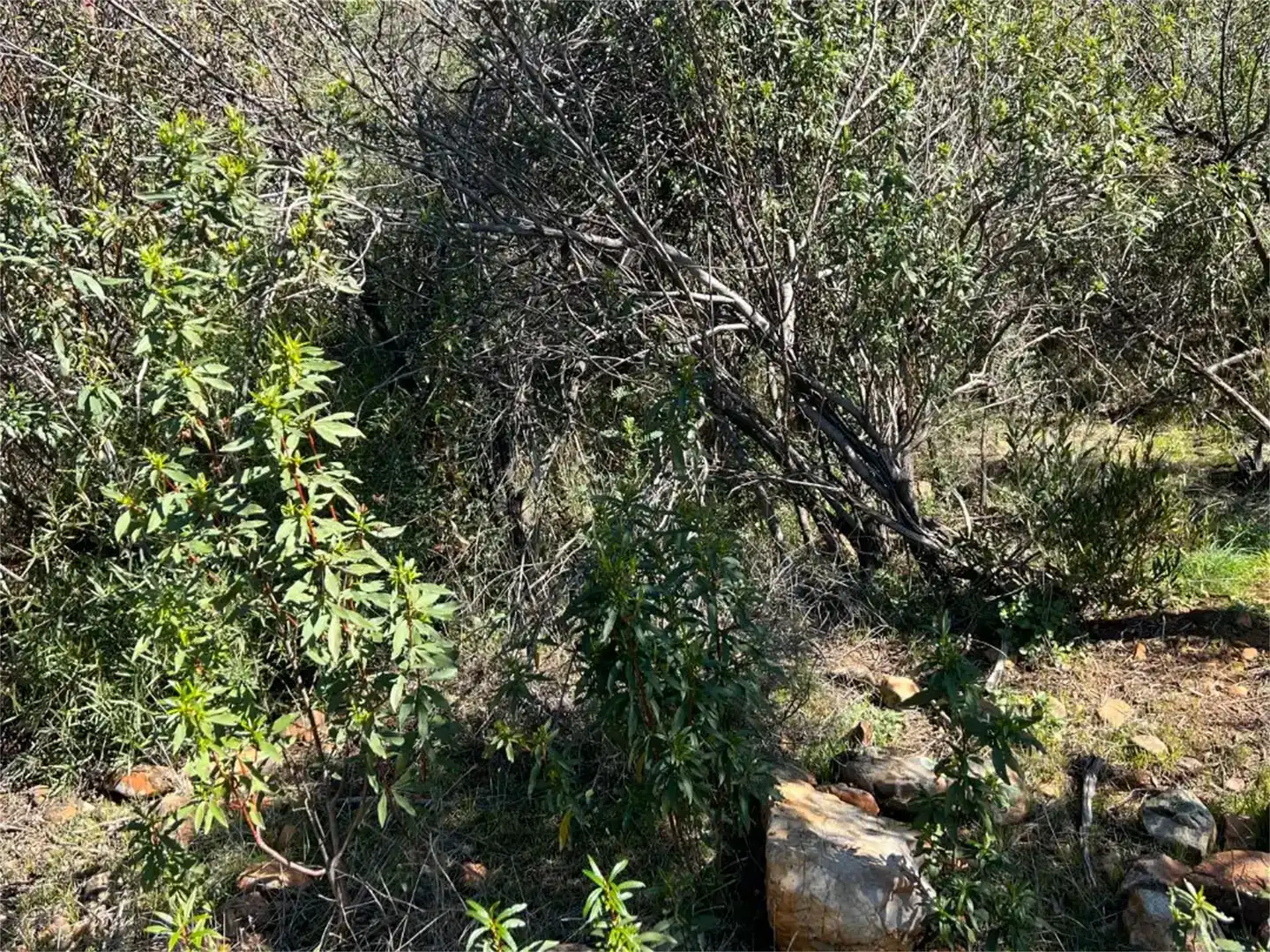 Finca rústica en venta en Castañar de Ibor con Piscina