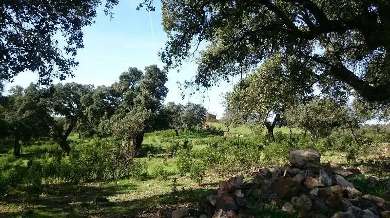 Land for sale in Salorino