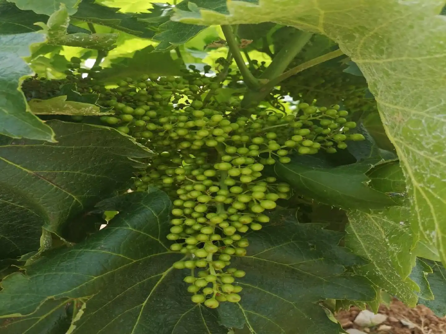 Garten von Grundstücke zum Verkauf in Cariñena