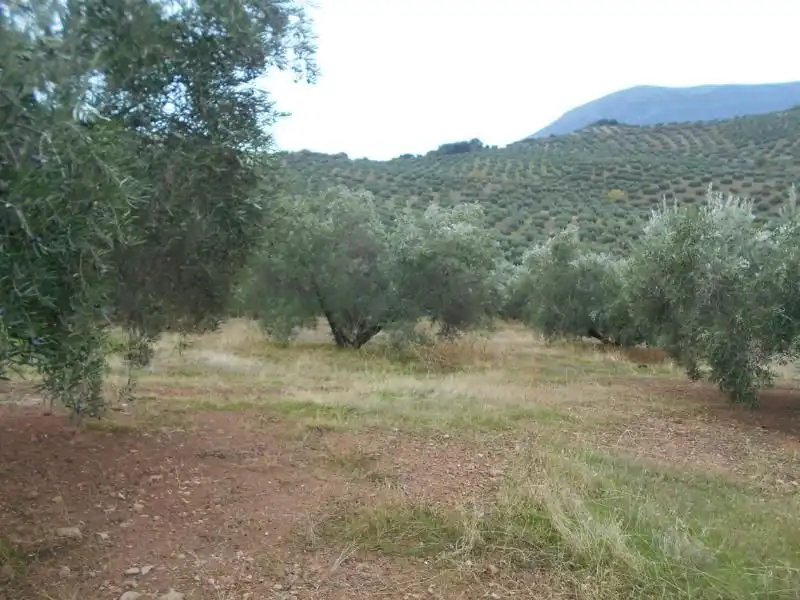 Terreni e lotti in vendita a Martos, imagen 2