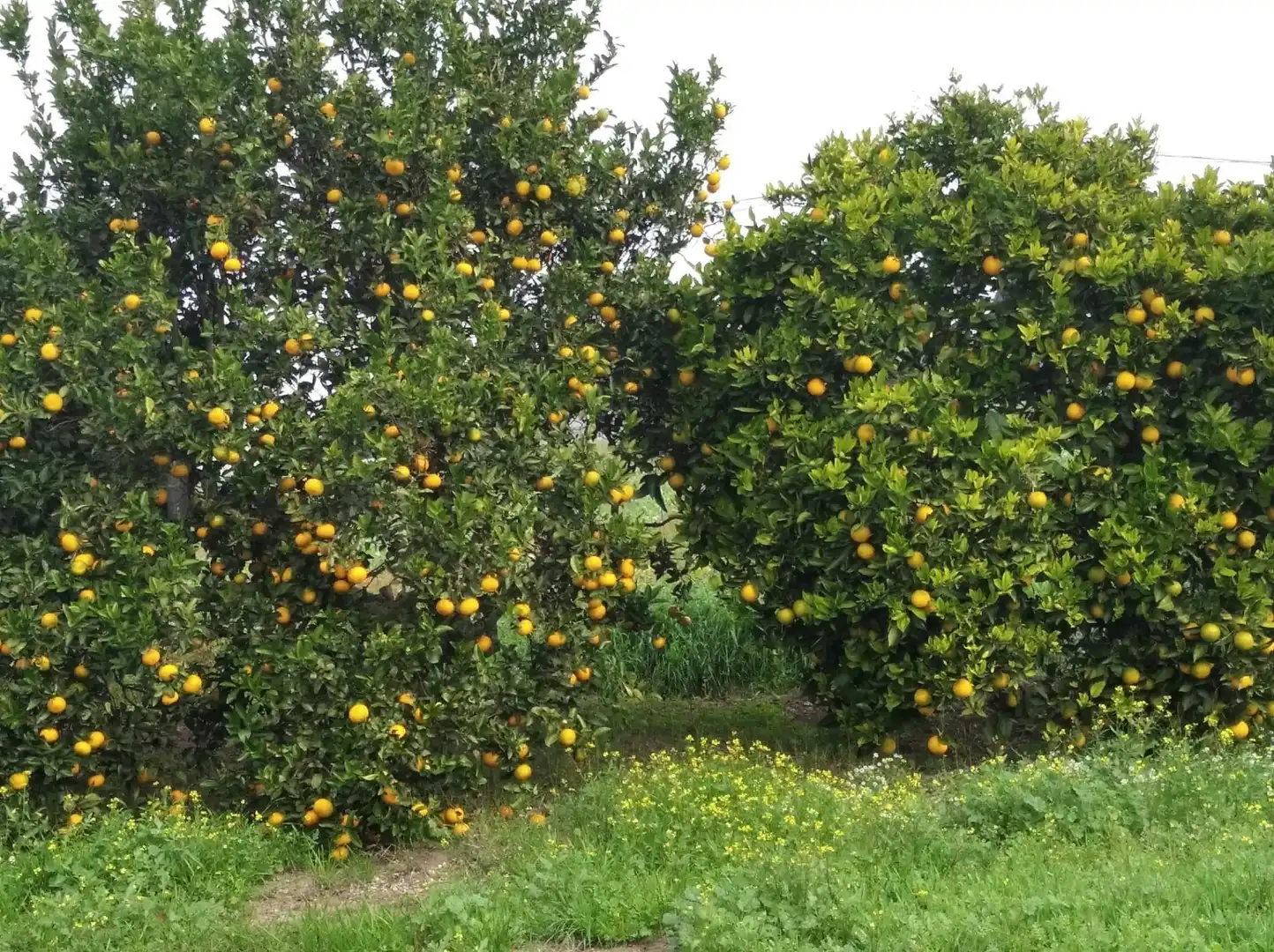 Terreno rustico in vendita a Barbate ciudad, imagen 7