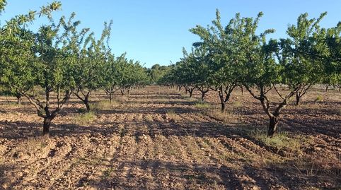 FINCA DE 18.511 METROS CON PLANTACION DE ALMENDROS EN PRODUCCION