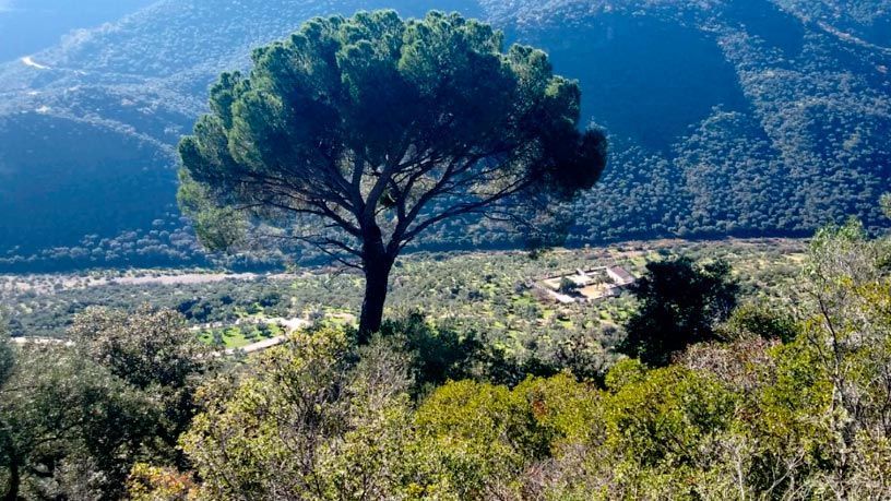 Land for sale in Obejo