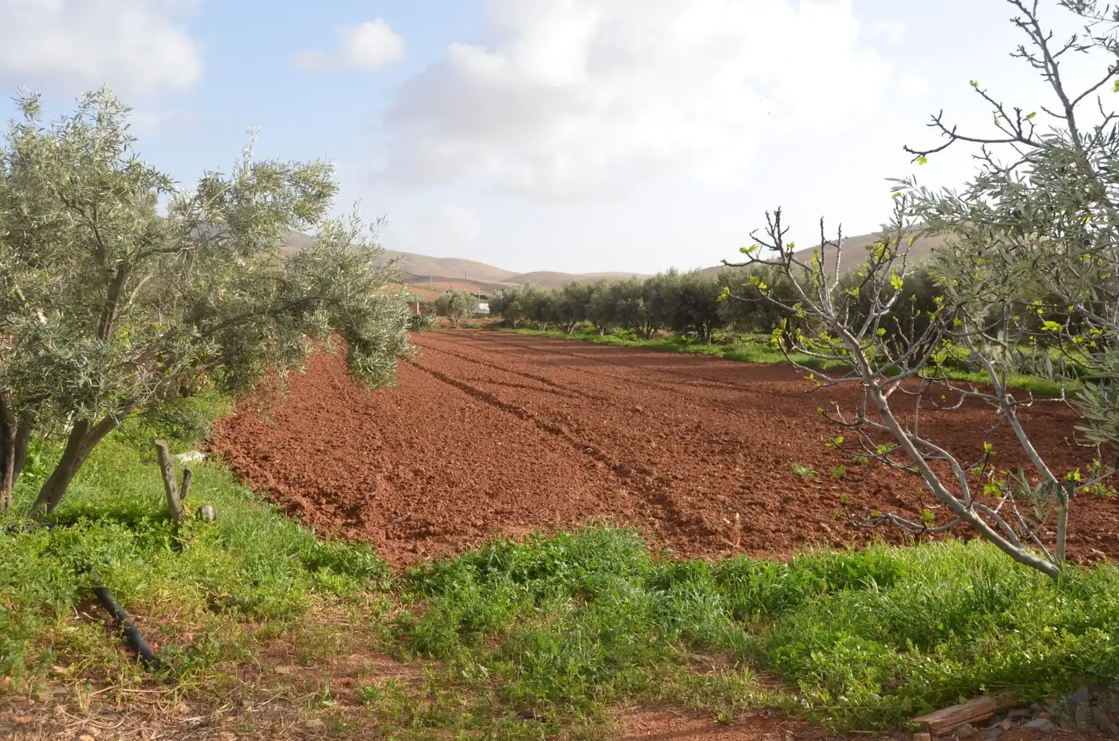 Finca rústica en venda en Pájara amb Jardí privat, Terrassa i Traster