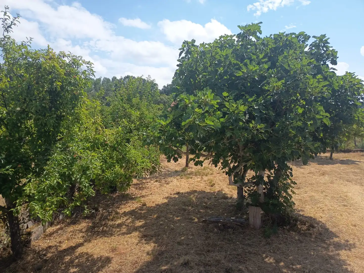 Casa o xalet en venda en Sober amb Jardí privat, Terrassa i Moblat