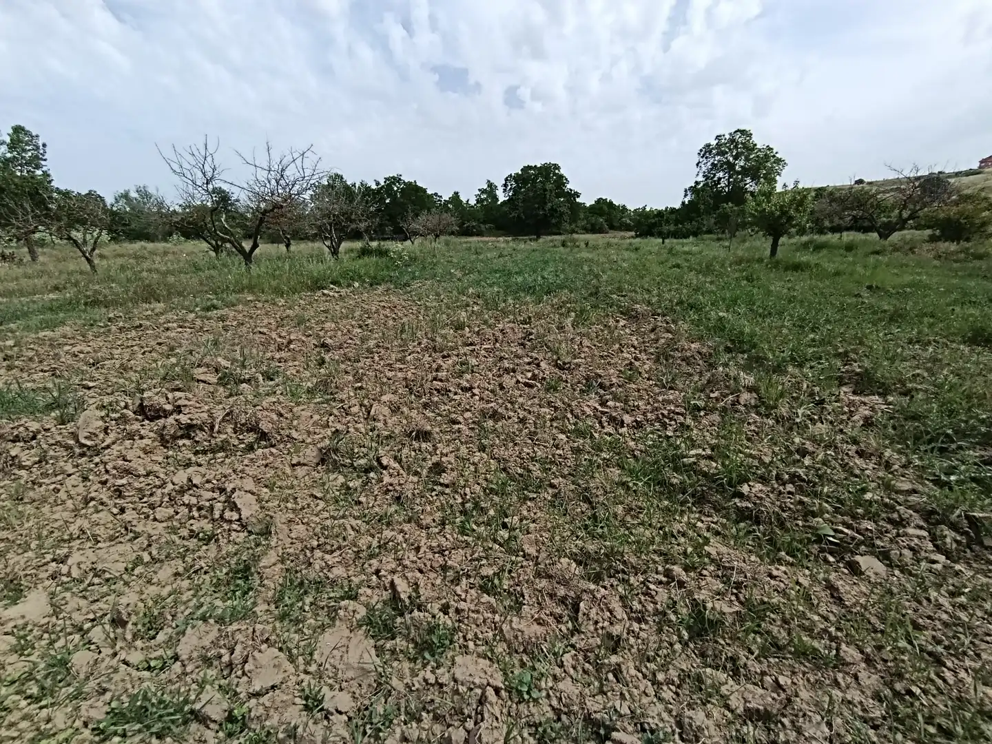 Terreni e lotti in vendita a Benavente