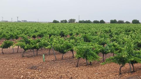 Finca De 9,5 Has De Viña Espaldera Airen En Tomelloso Carretera Ossa, immagine 5