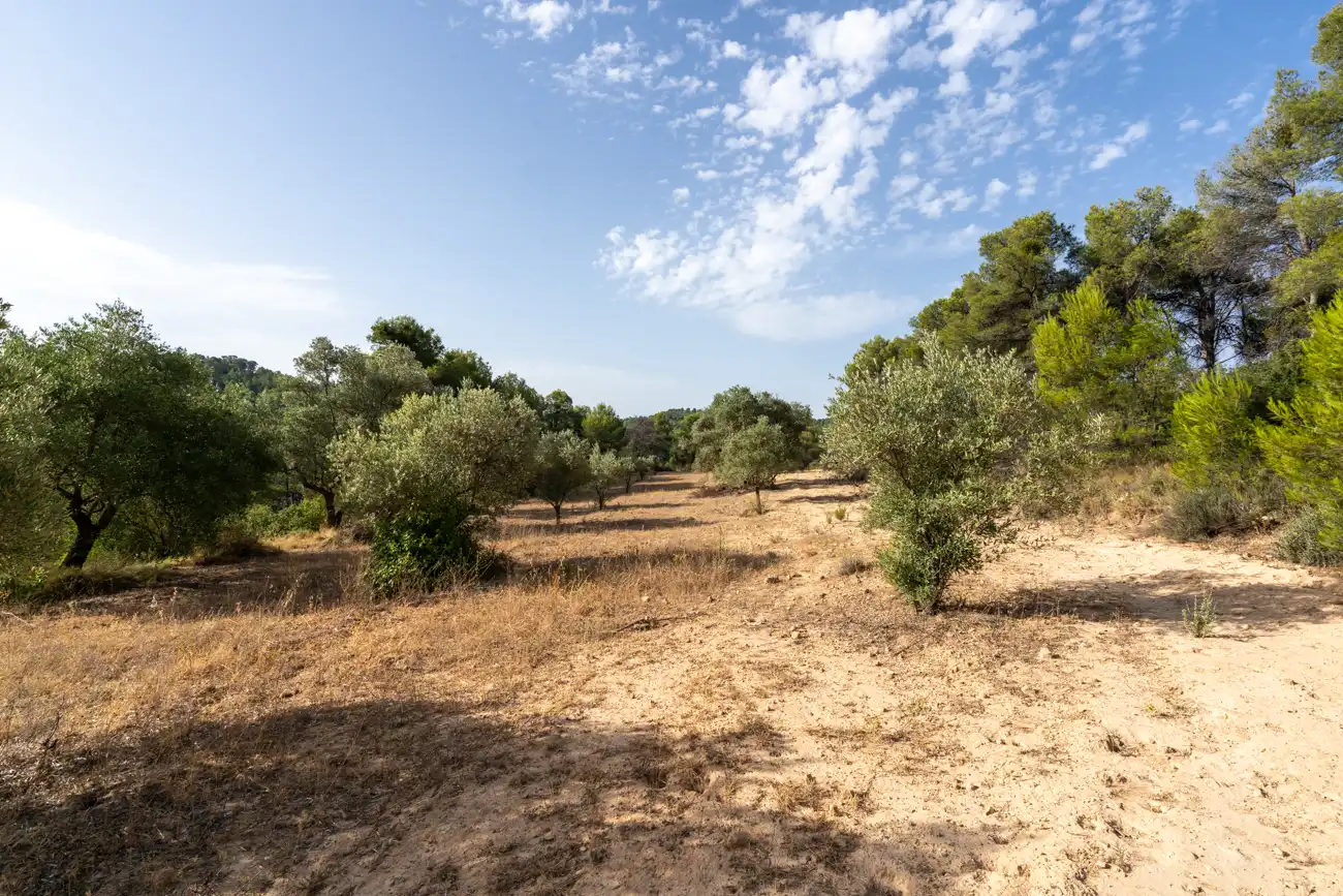 Land for sale in Caseres