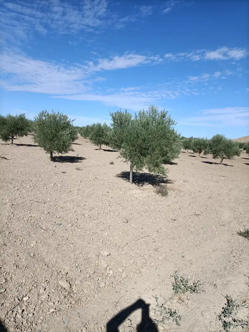 Terreno rustico in vendita a Nambroca, imagen 3