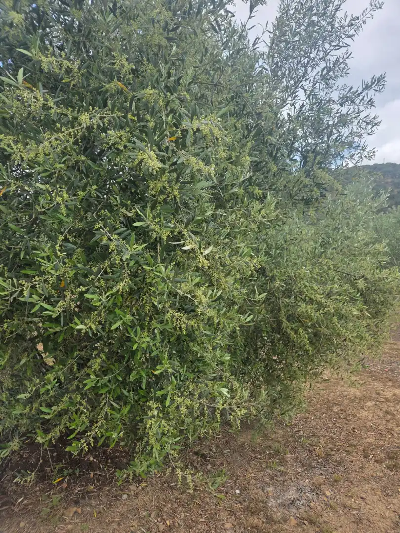 Terreni e lotti in vendita a Aldeaquemada, imagen 10