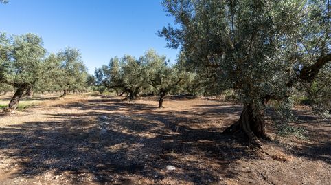 Finca rústica de olivos sin edificación, imatge 4