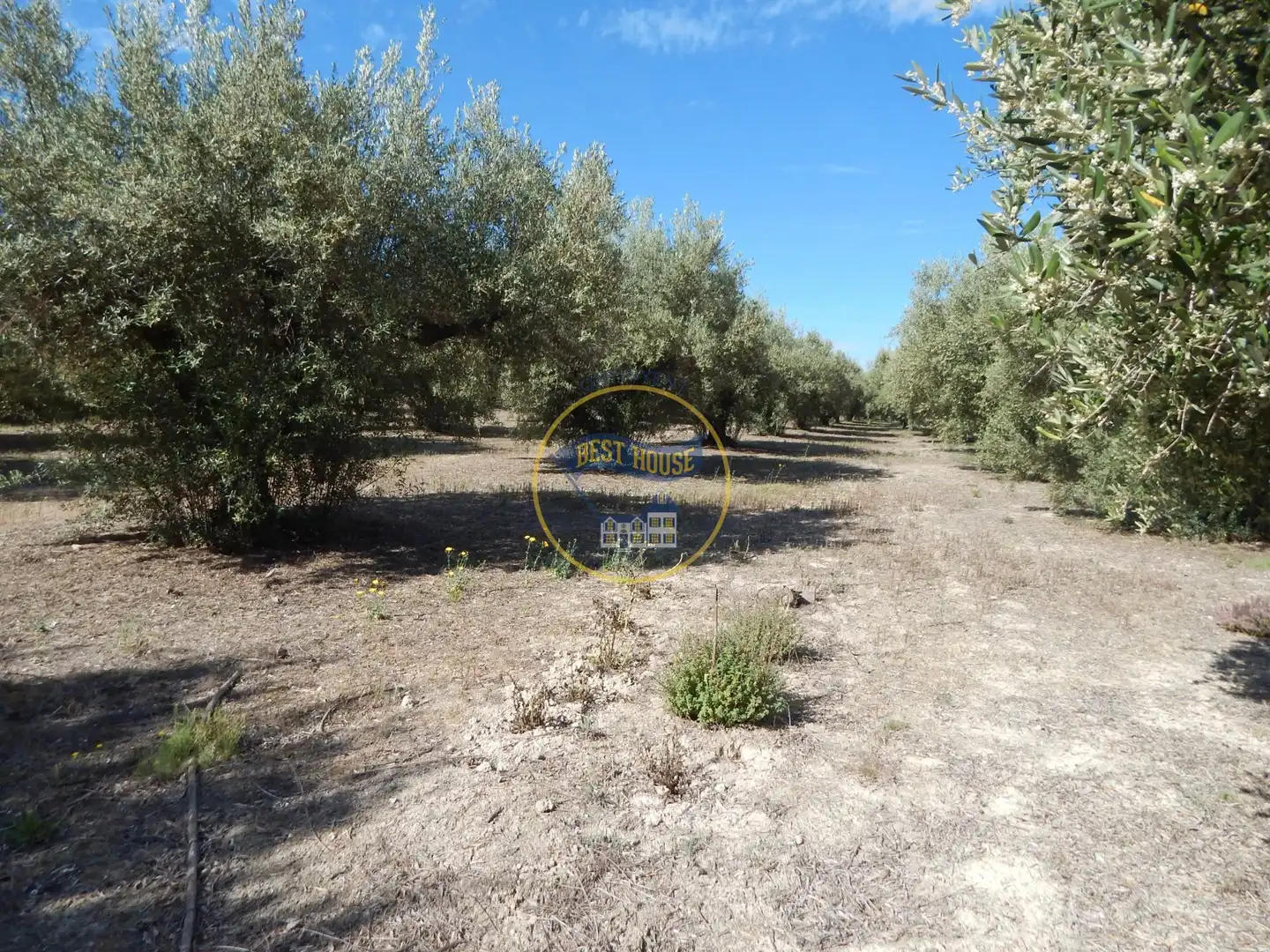 Terreny rústic en venda a Agullent, imagen 7
