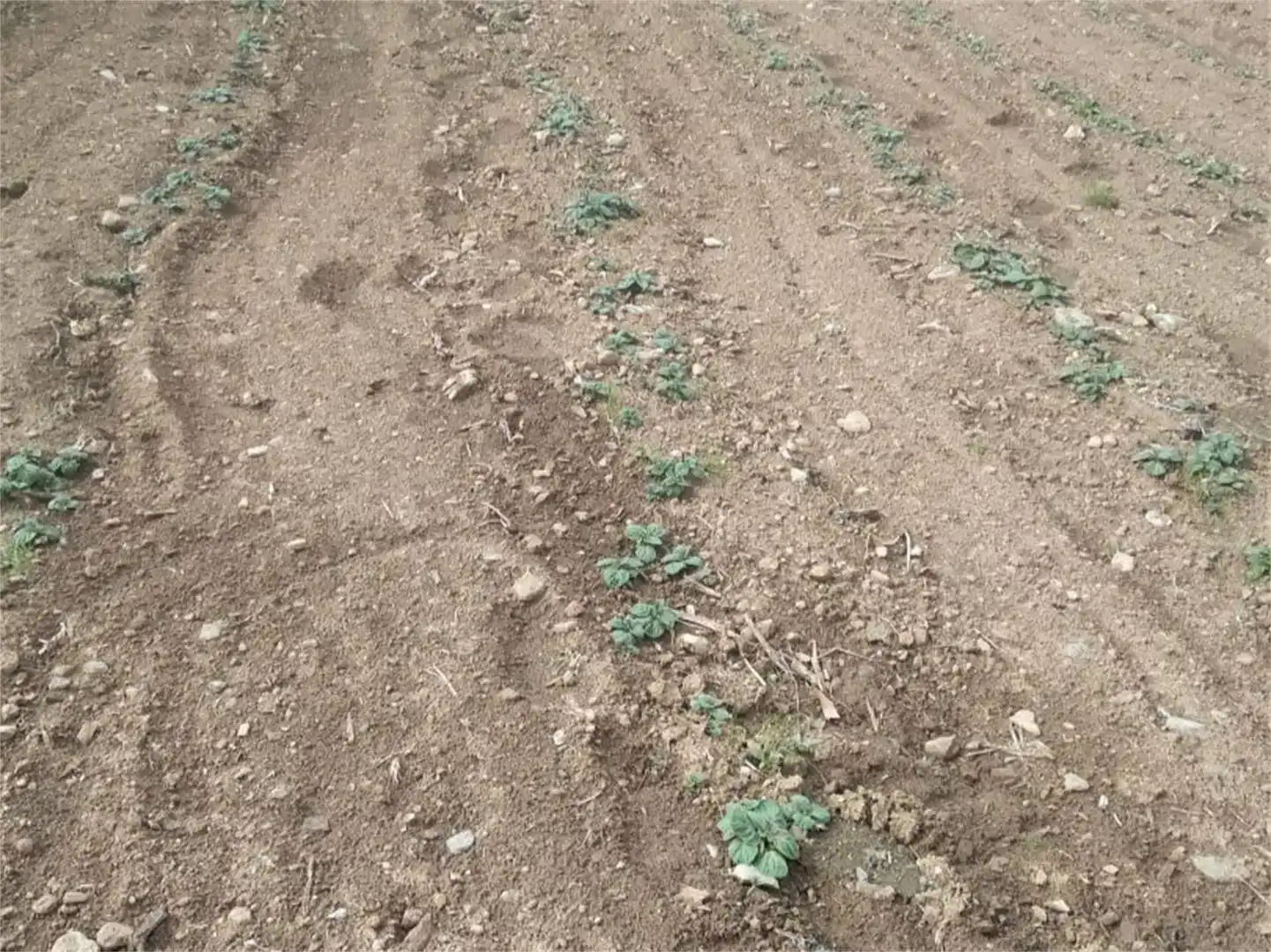 Finca rústica en venda en Vila de Cruces, Pontevedra
