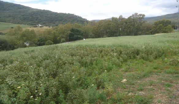 Residencial en venda en Cortes de la Frontera