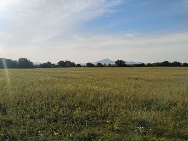 Rustikales Grundstück zum Verkauf in Felanitx Poble