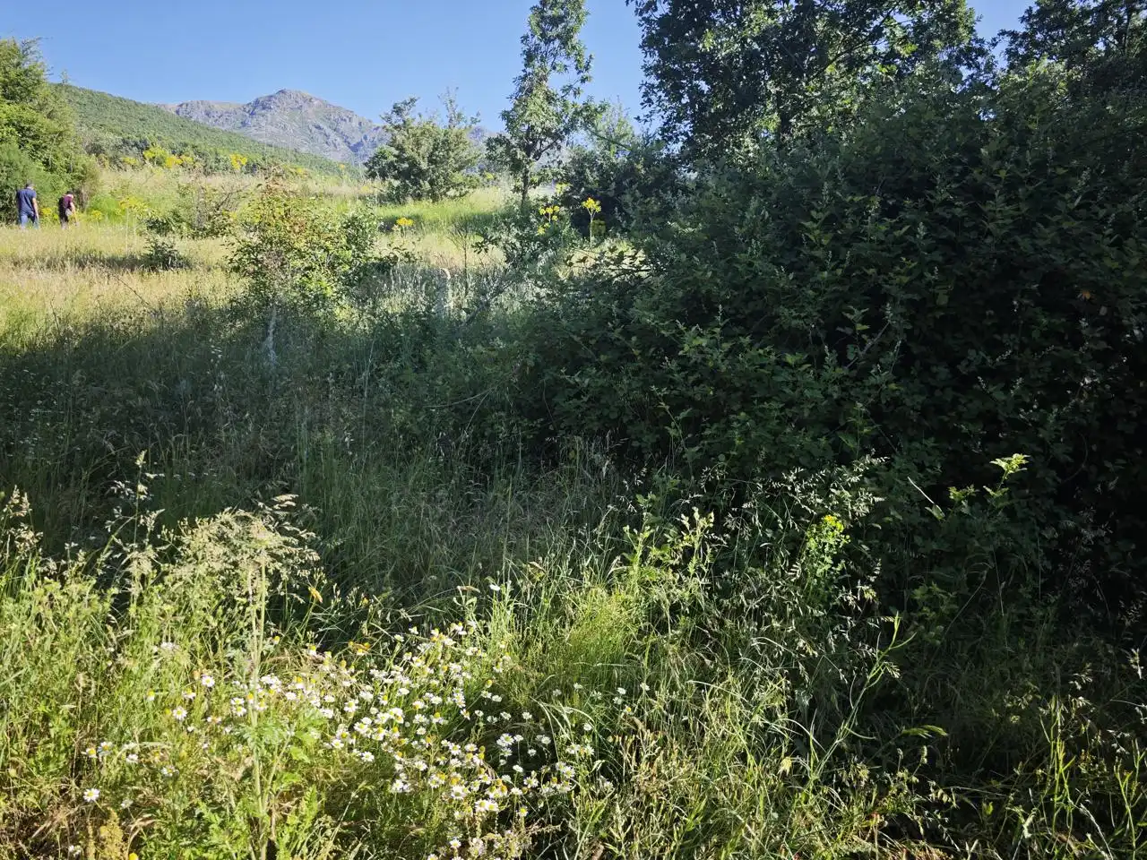 Terreni e lotti in vendita a Polígono 6 Parcela 67 CABEZO. HERVAS (CÁCERES), imagen 5