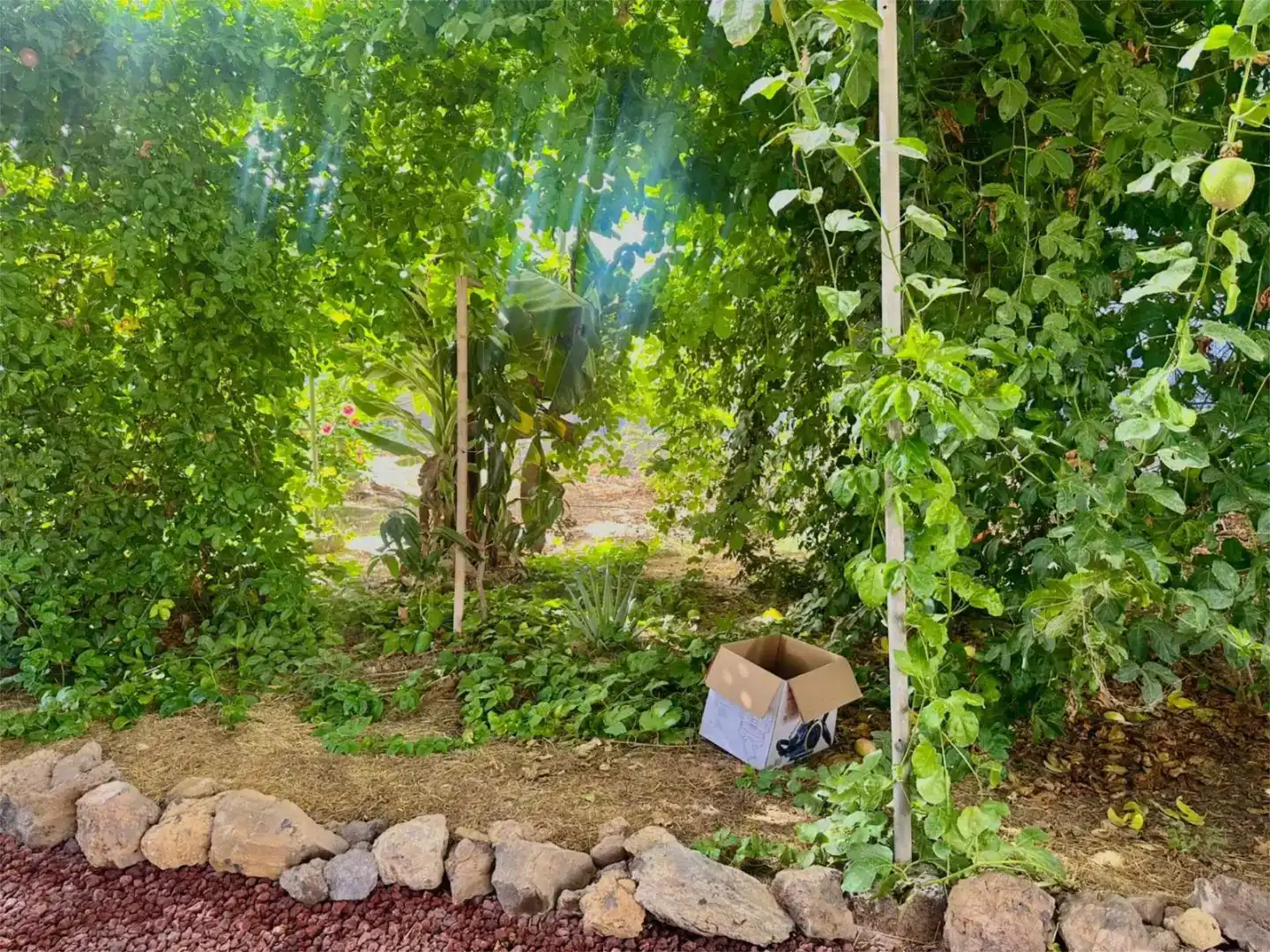 Jardí de Finca rústica en venda en Guía de Isora