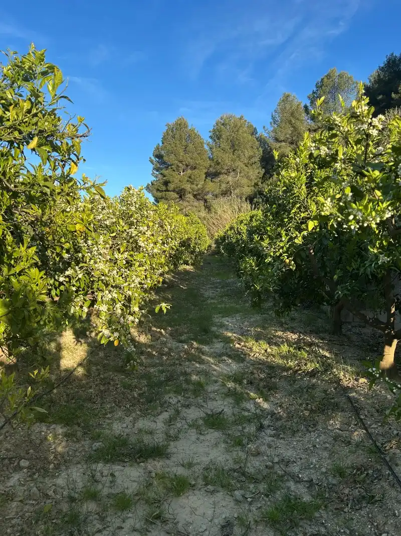 Finca rústica en venda en Oliva amb Moblat