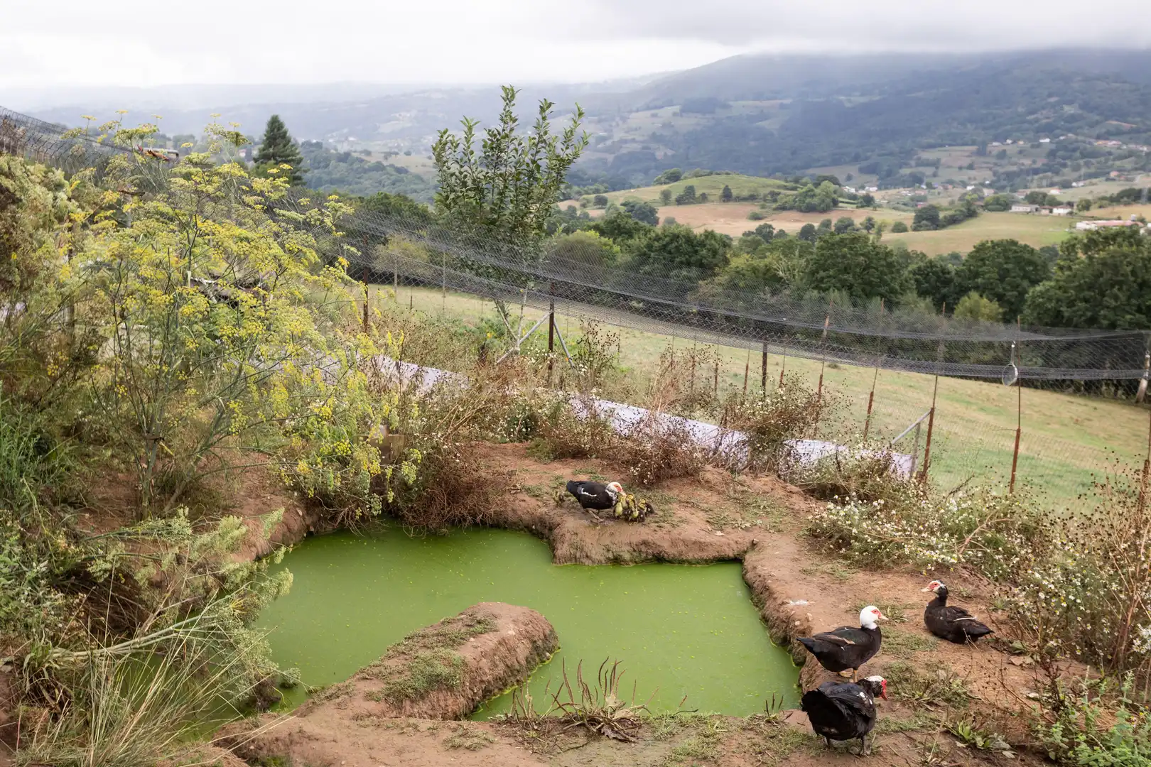 Maison à vendre à Sebares, Piloña, Asturias, Spain 28, imagen 58