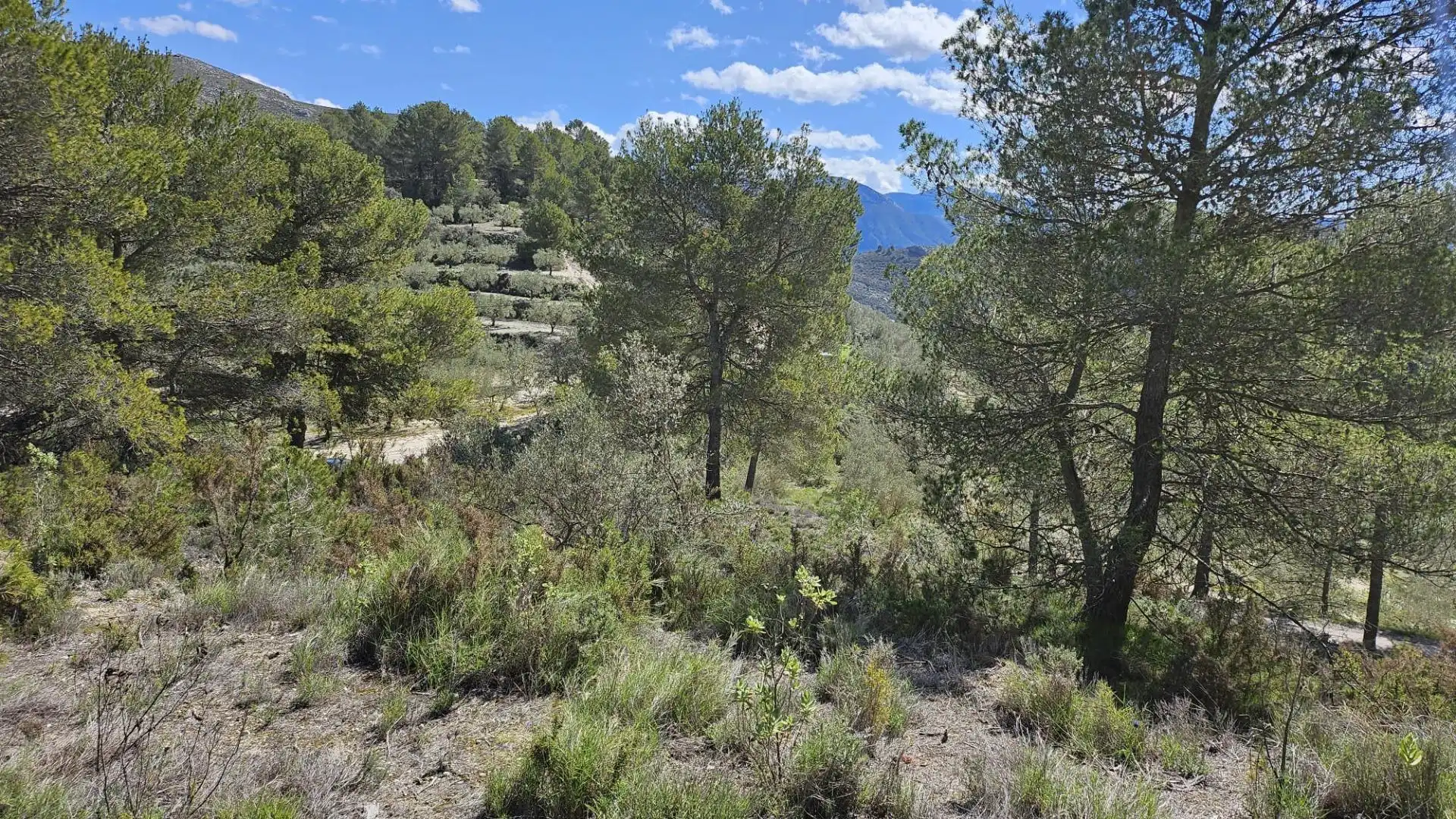 Terrain rustique à vendre à Millena, imagen 28