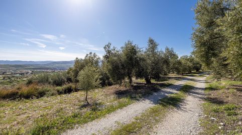 Terreno Rustico con Olivos Centenarios, immagine 4