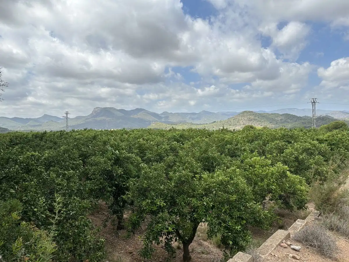 Rural land for sale in Sagunto ciudad, imagen 10
