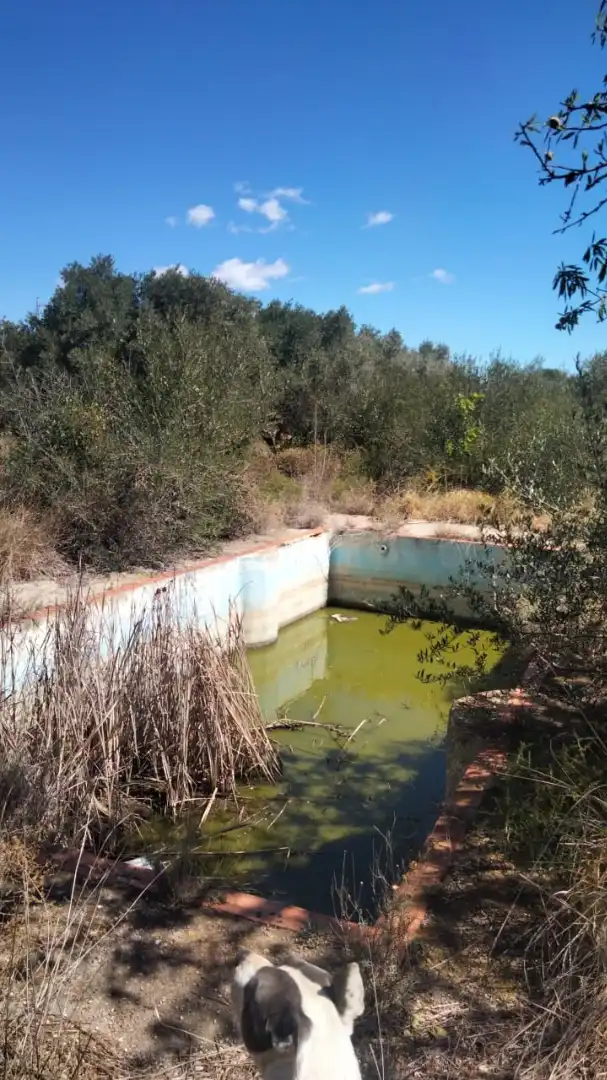 Schwimmbecken von Grundstücke zur Miete in Alcalà de Xivert
