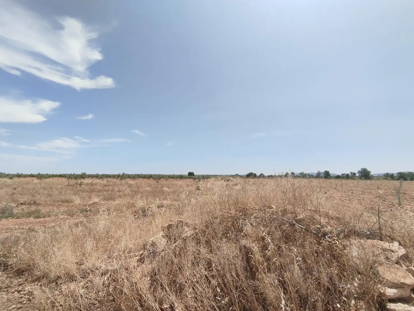 Terreno rustico in vendita a Membrilla, imagen 10