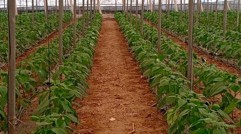 Foto 3 de Terreno en venta en Matagorda, El Ejido