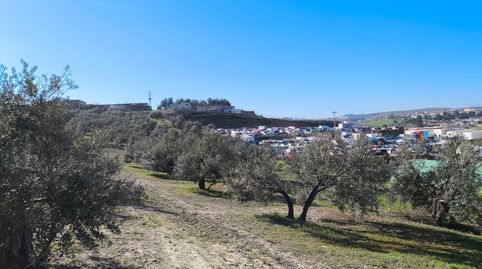 Se vende olivar en zona las Malvinas, frente a gasolinera Arenas Camacho