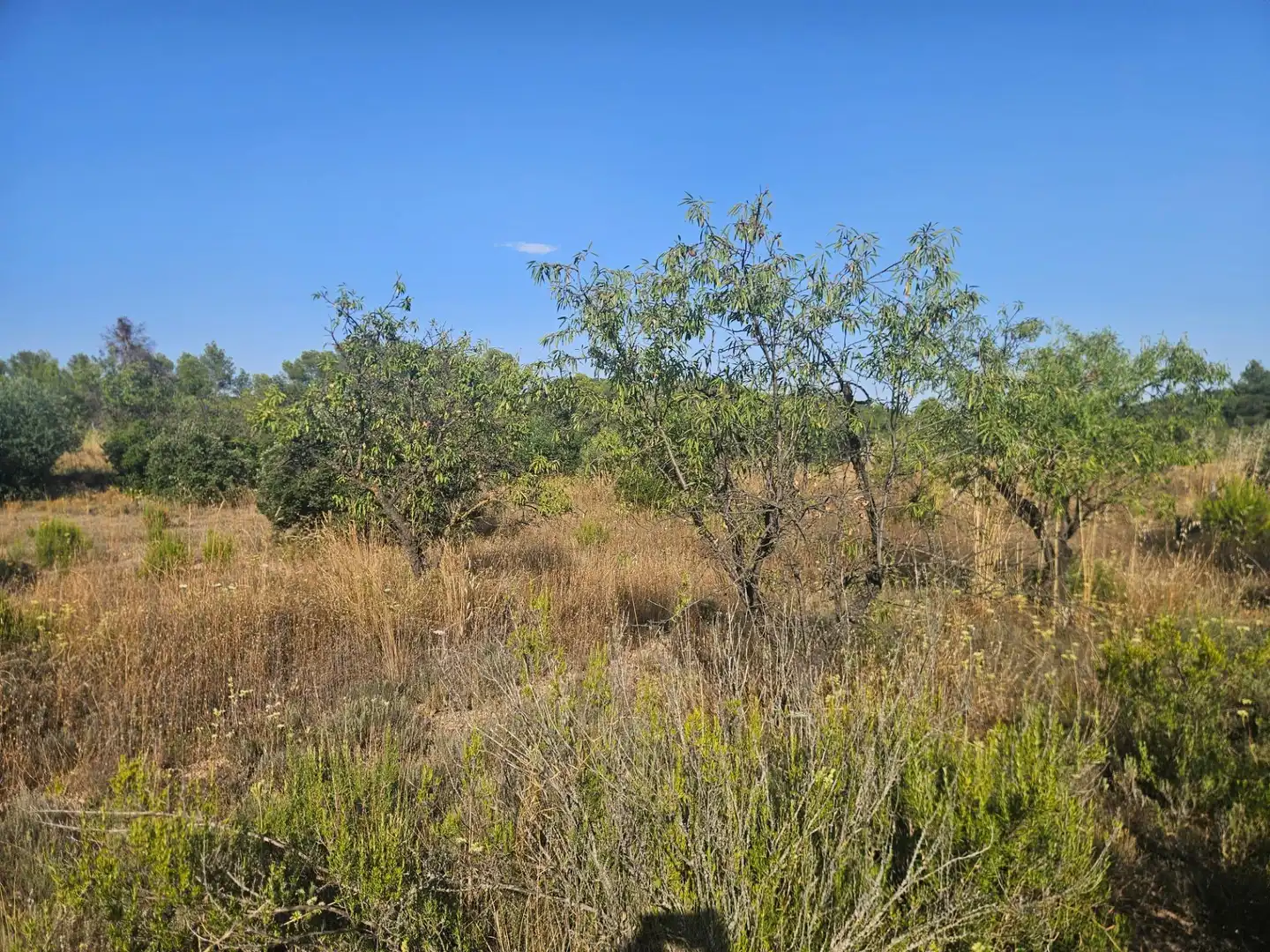 Land for sale in La Pobla de Cérvoles