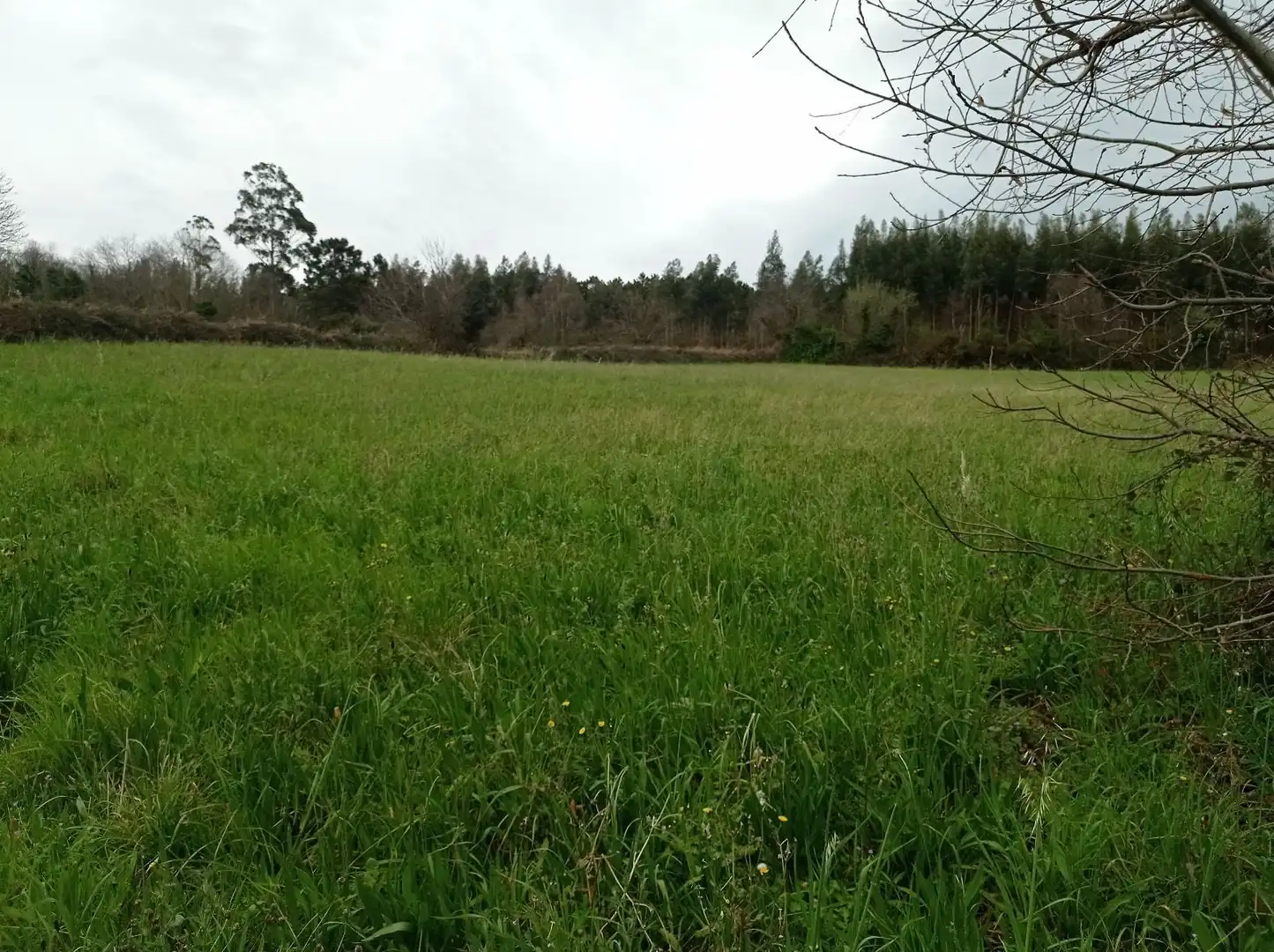 Terrenos y solares en venta en Coaña