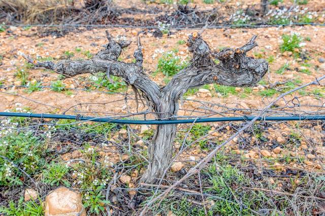 Terreno en Venta en De Las Atalayas, SN en Yecla