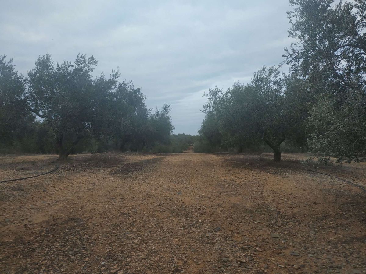 Country house zum verkauf in Riudecanyes